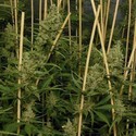 Lemon Bubble (Pheno Finder) Feminisoidut