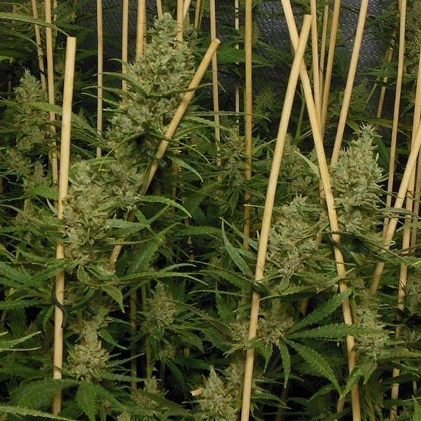 Lemon Bubble (Pheno Finder) Feminisoidut