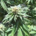 Sour Walker (Pheno Finder) Feminisoiidut