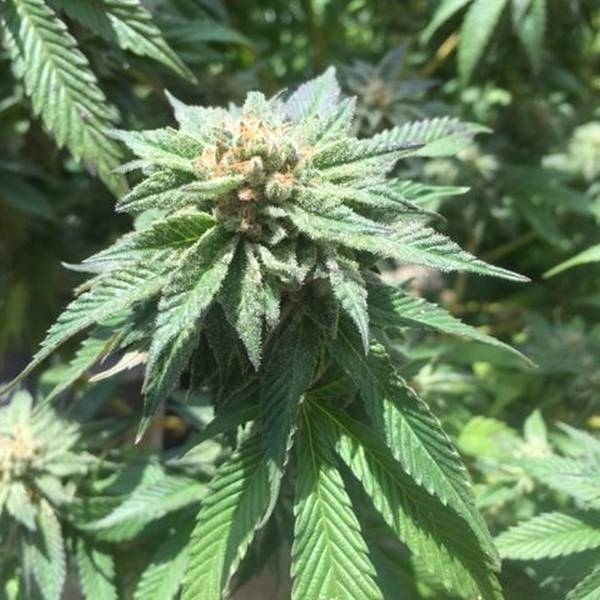 Sour Walker (Pheno Finder) Feminisoiidut