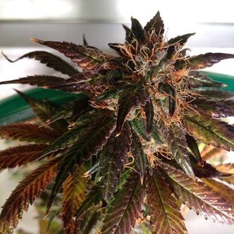 Purple Strawberry Bliss S1 (Pheno Finder) feminisoidut
