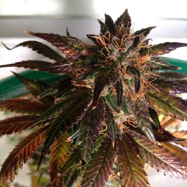 Purple Strawberry Bliss S1 (Pheno Finder) Feminisoidut