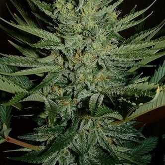 Medicine Man (Mr. Nice) tavallinen