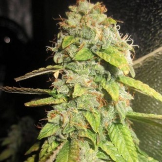 Notorious OG (Pheno Finder) feminisoidut