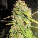 Notorious OG (Pheno Finder) Feminisoidut