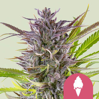 Green Gelato (Royal Queen Seeds) Feminisoidut