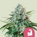 HulkBerry (Royal Queen Seeds) Feminisoidut