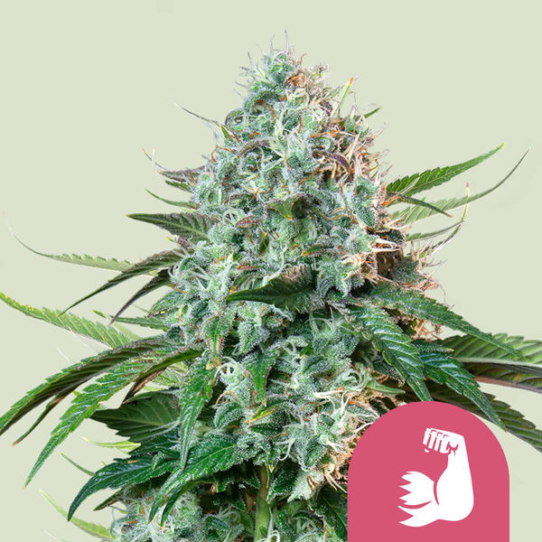 HulkBerry (Royal Queen Seeds) Feminisoidut