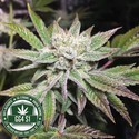 Original Glue | GG4S1 (GGStrains) Feminisoidut