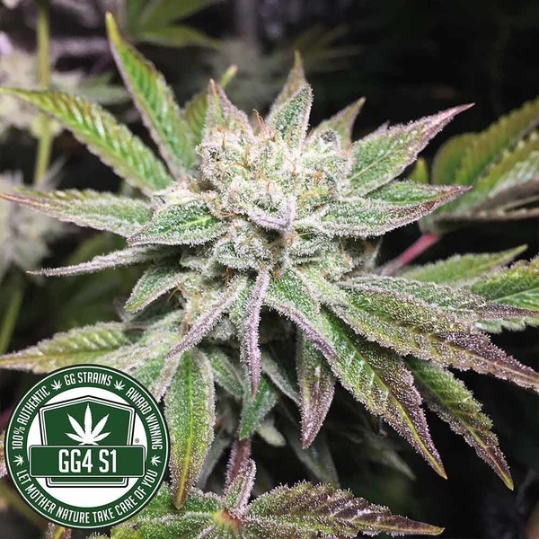 Original Glue | GG4S1 (GGStrains) Feminisoidut