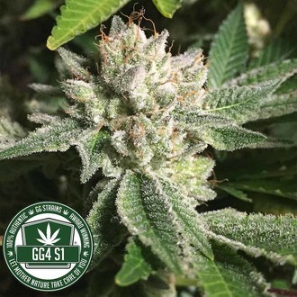Original Glue | GG4S1 (GGStrains) Feminisoidut