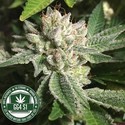 Original Glue | GG4S1 (GGStrains) Feminisoidut