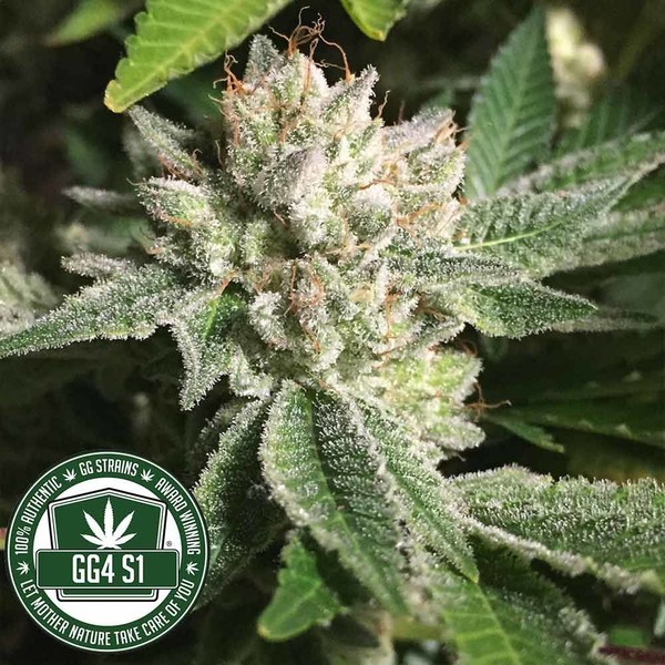 Original Glue | GG4S1 (GGStrains) Feminisoidut
