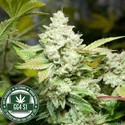 Original Glue | GG4S1 (GGStrains) Feminisoidut
