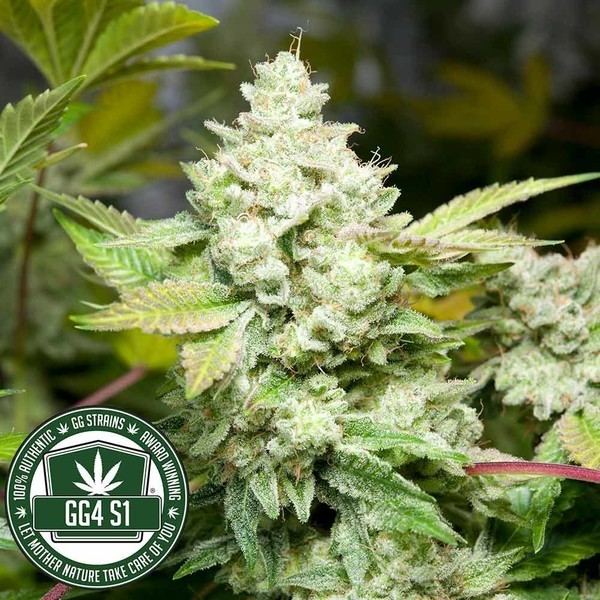 Original Glue | GG4S1 (GGStrains) Feminisoidut