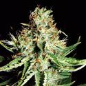 Sweet Cream Auto (Expert Seeds) Feminisoidut