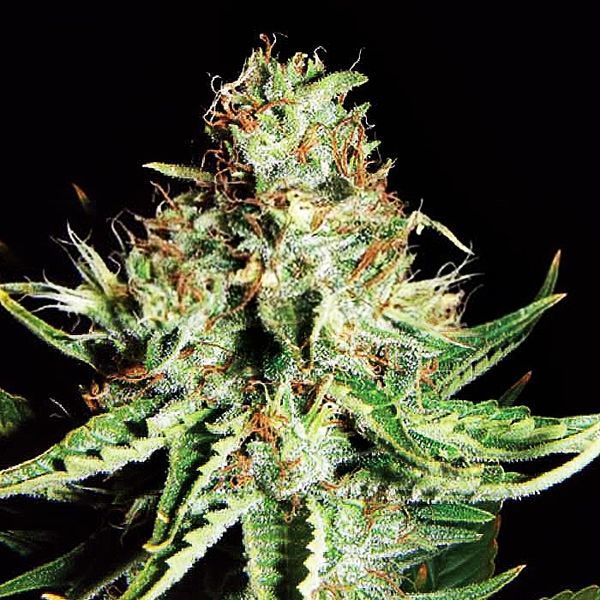 Sweet Cream Auto (Expert Seeds) Feminisoidut