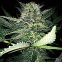 Critical Lights (Expert Seeds) Feminisoidut