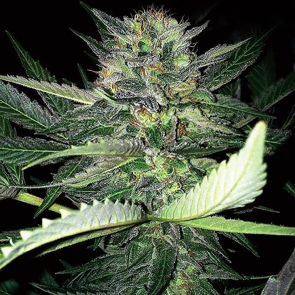 Critical Lights (Expert Seeds) Feminisoidut