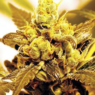 Fruit Salad (Expert Seeds) Feminisoidut
