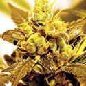 Fruit Salad (Expert Seeds) Feminisoidut