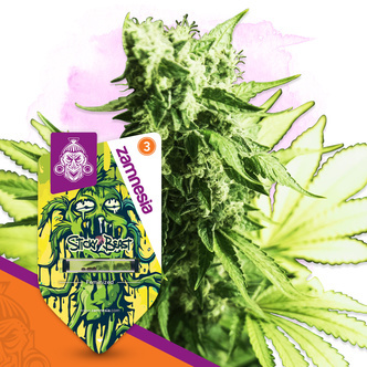 Sticky Beast (Zamnesia Seeds) feminisoidut
