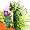 Sticky Beast (Zamnesia Seeds) Feminisoidut