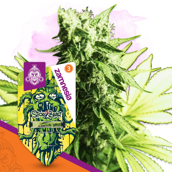 Sticky Beast (Zamnesia Seeds) Feminisoidut