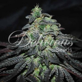 Golosa (Delicious Seeds) feminisoitu
