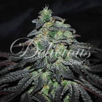 Golosa (Delicious Seeds) Feminisoidut