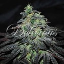 Golosa (Delicious Seeds) Feminisoidut