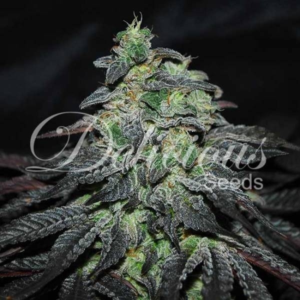 Golosa (Delicious Seeds) Feminisoidut