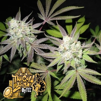 Tiramisu (Cali Connection) Feminisoidut