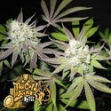Tiramisu (Cali Connection) Feminisoidut
