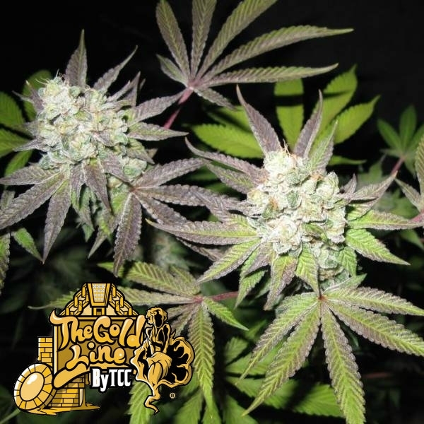 Tiramisu (Cali Connection) Feminisoidut