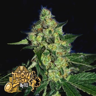 Sugar Mill (Cali Connection) feminisoidut