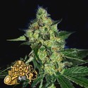 Sugar Mill (Cali Connection) Feminisoidut