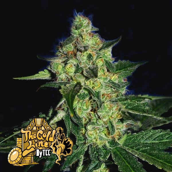 Sugar Mill (Cali Connection) Feminisoidut