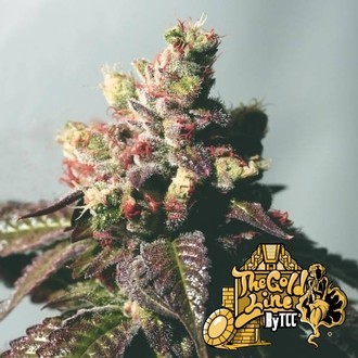 Passion Berry (Cali Connection) Feminisoidut