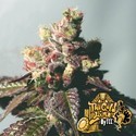 Passion Berry (Cali Connection) Feminisoidut