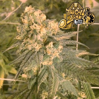 Mint Milano (Cali Connection) feminisoidut