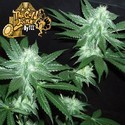 Italian Ice (Cali Connection) Feminisoidut
