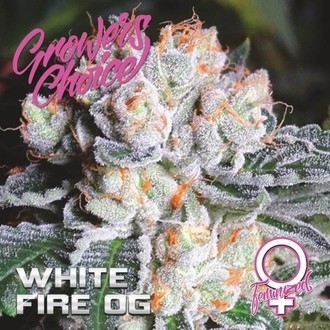 White Fire OG (Growers Choice) Feminisoidut