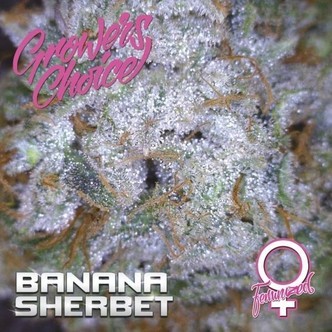 Banana Sherbet (Growers Choice) feminisoidut