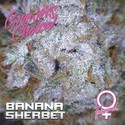 Banana Sherbet (Growers Choice) Feminisoidut