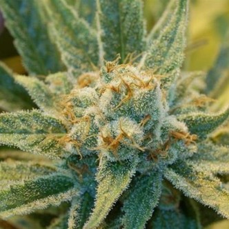 Super Silver Haze (Mr. Nice) tavallinen
