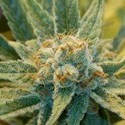 Super Silver Haze (Mr. Nice) tavallinen