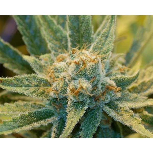 Super Silver Haze (Mr. Nice) tavallinen