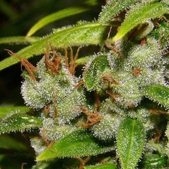 Super Silver Haze (Mr. Nice) tavallinen