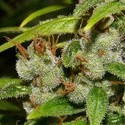 Super Silver Haze (Mr. Nice) tavallinen